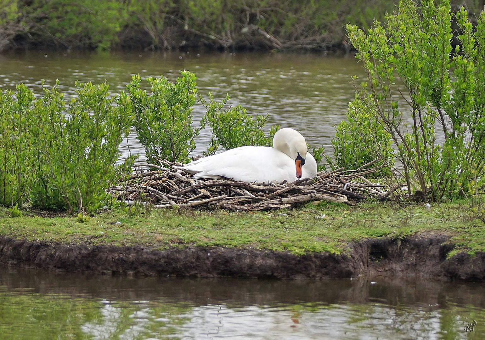 c'est bon "cygne" ...