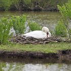 c'est bon "cygne" ...