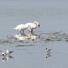 C'est bon "cygnes"  , une belle cohabitation !!!