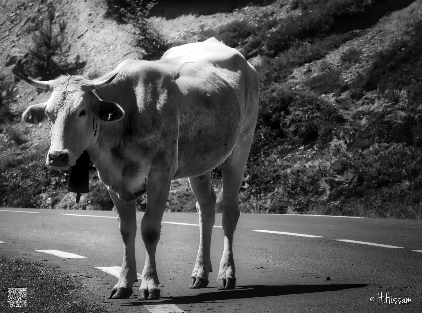 C'est elle qui a coupé la route !!