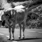 C'est elle qui a coupé la route !!