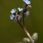 c'est fleur bleue