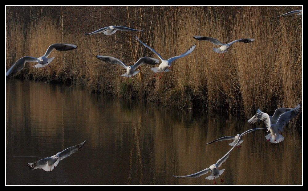 " C'est la baston dans le polder de Mousterlin "