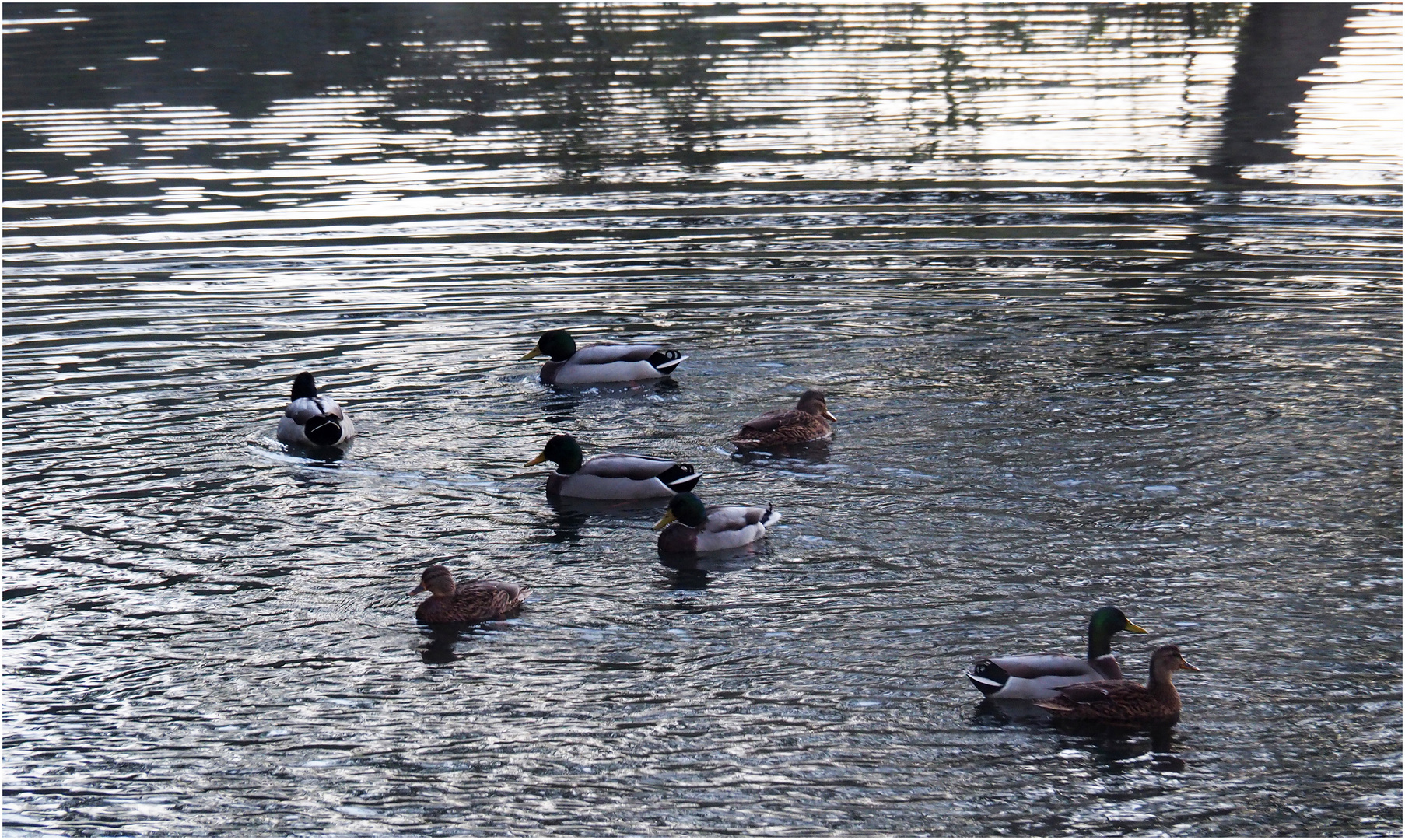 C’est la danse des canards…