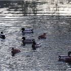 C’est la danse des canards…