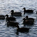 c'est la danse des canards barbares !