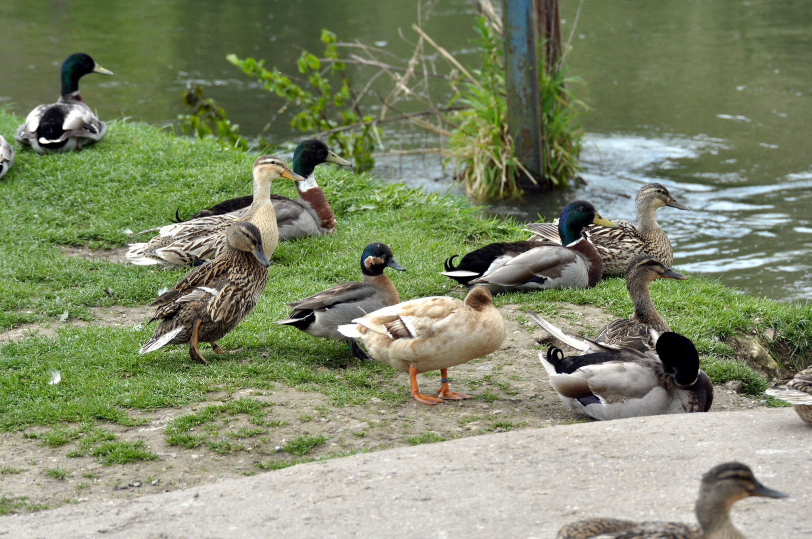 c'est la danse des canards! sur le rivage de la somme!