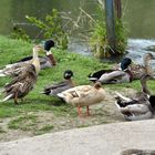 c'est la danse des canards! sur le rivage de la somme!