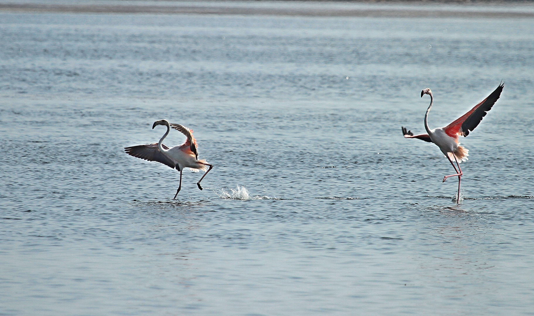 C'est la danse des.......................................................Flamands