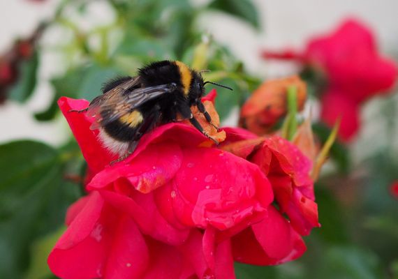 C’est la fin de la saison, la rose a le bourdon…