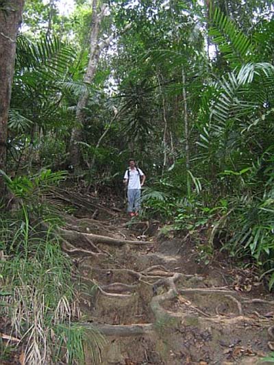 C'est la jungle ici !