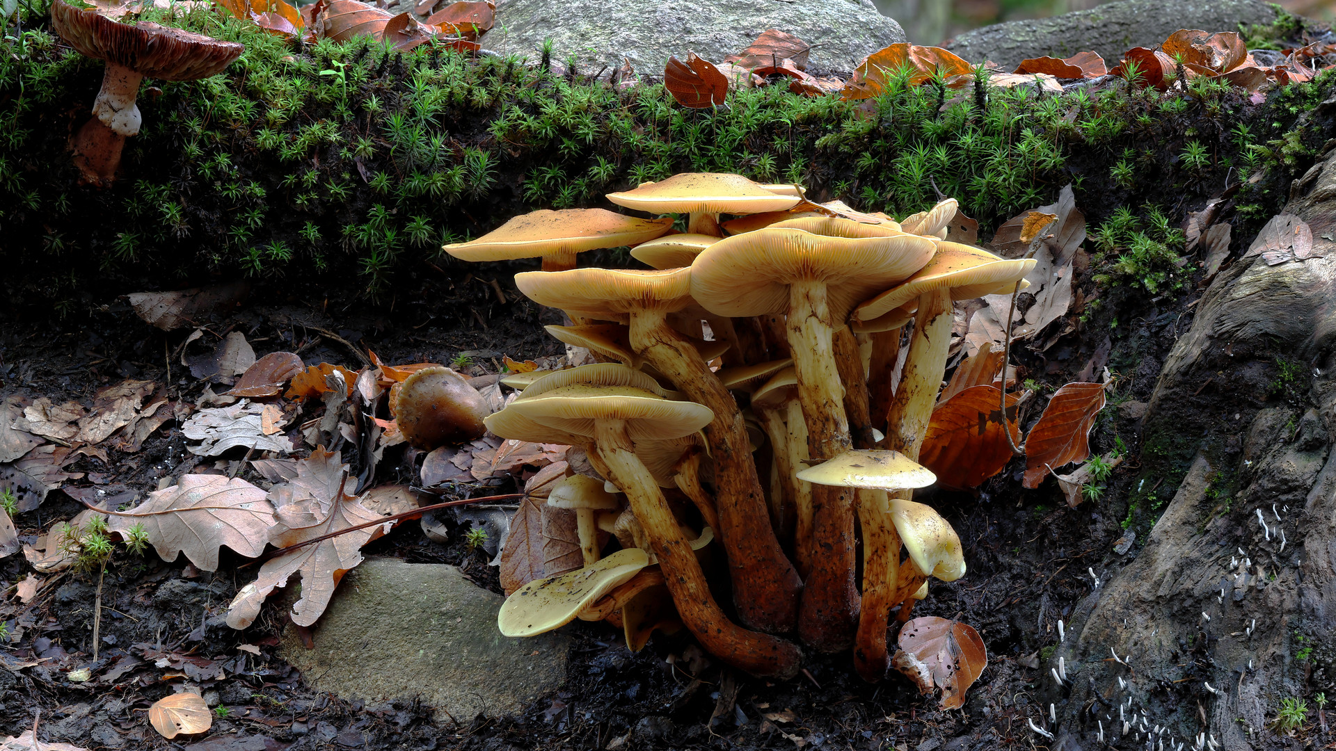 C'est la saison des champignons