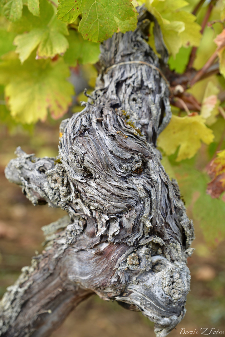 C'est le pied !     .......de vigne