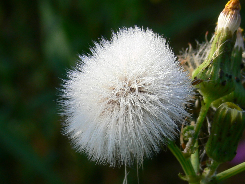 C'est le pompon !!!! me prendre juste à la rosée