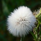 C'est le pompon !!!! me prendre juste à la rosée