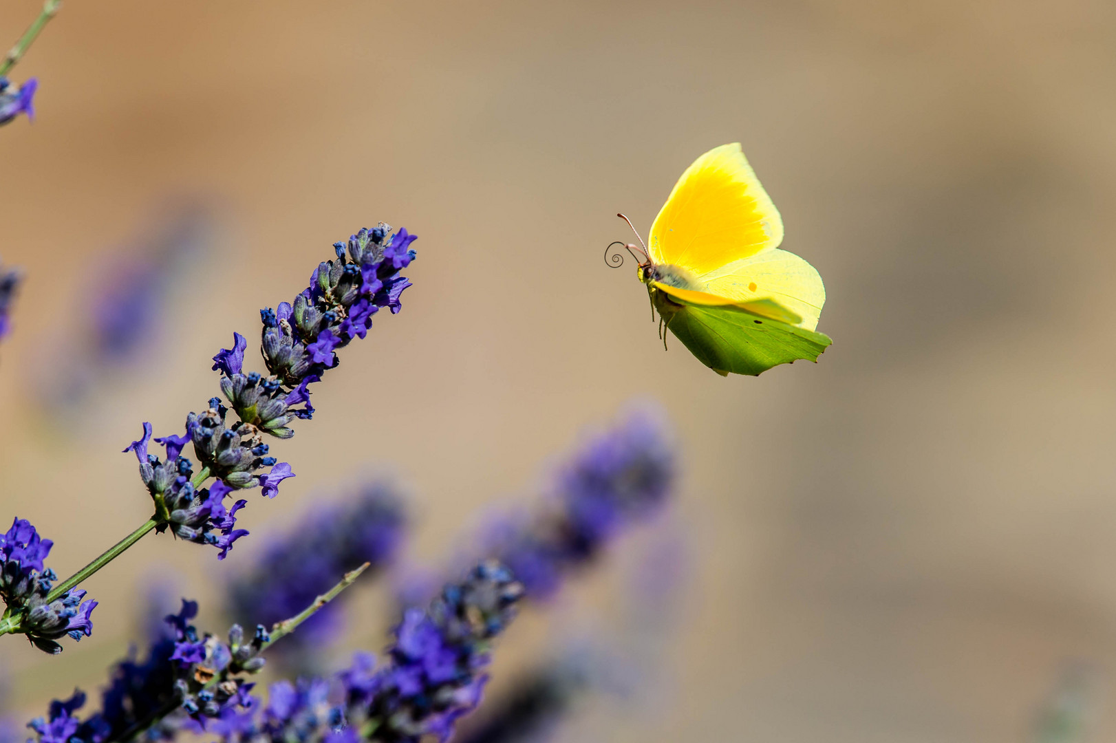 C'est le printemps