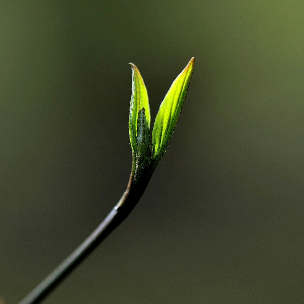 C'est le printemps