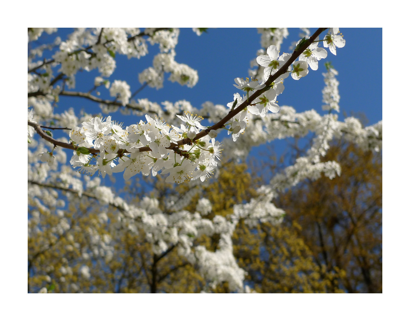 c'est le printemps!