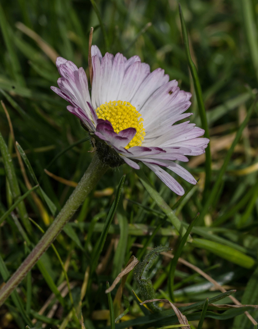 c'est le printemps