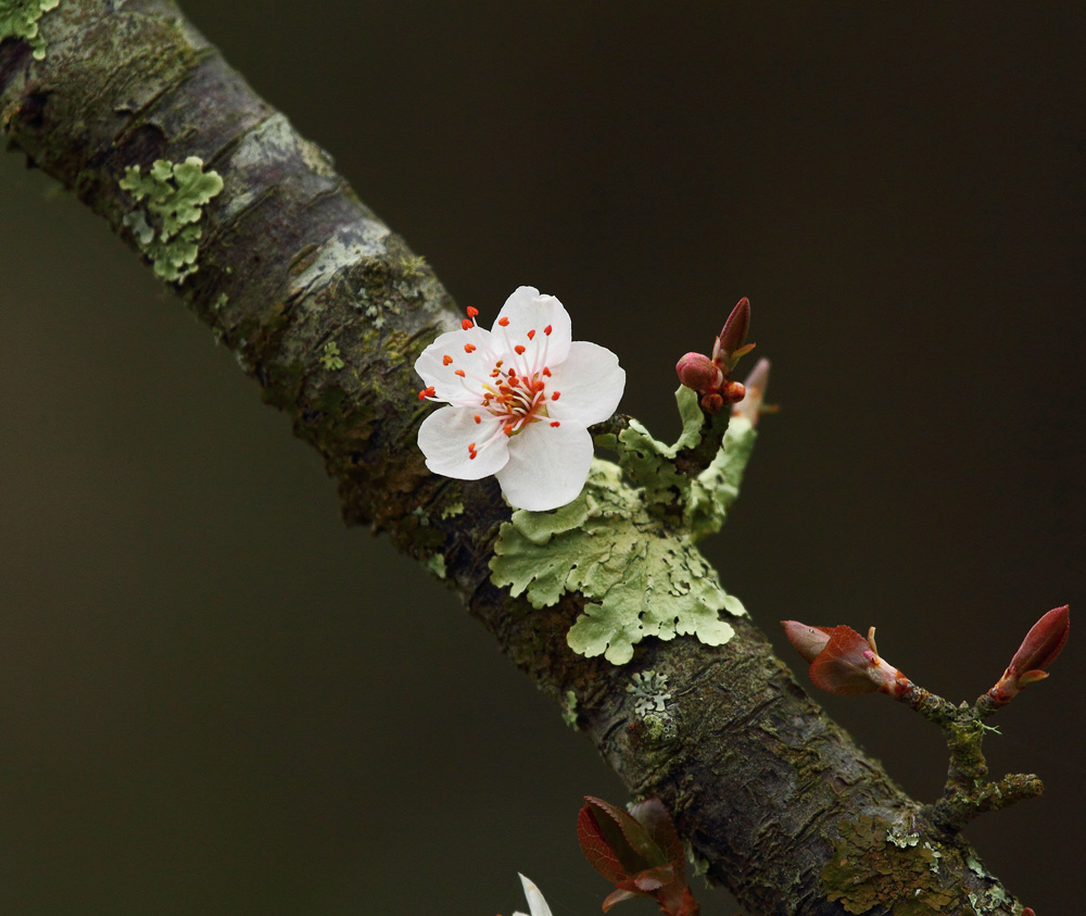 c'est le printemps !