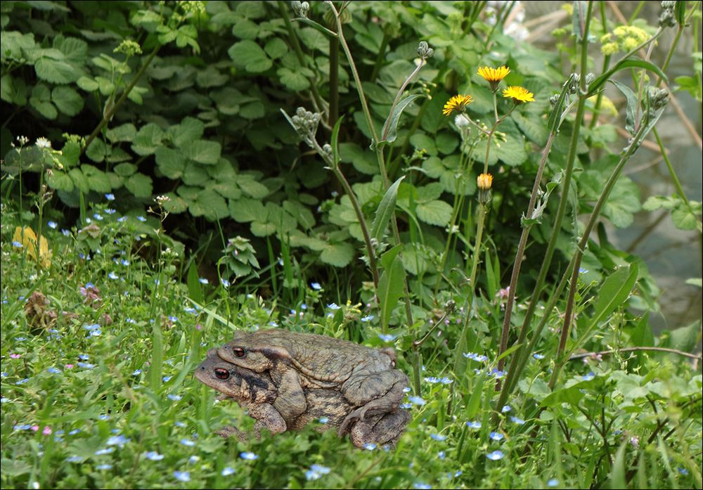 C'est le Printemps :-)