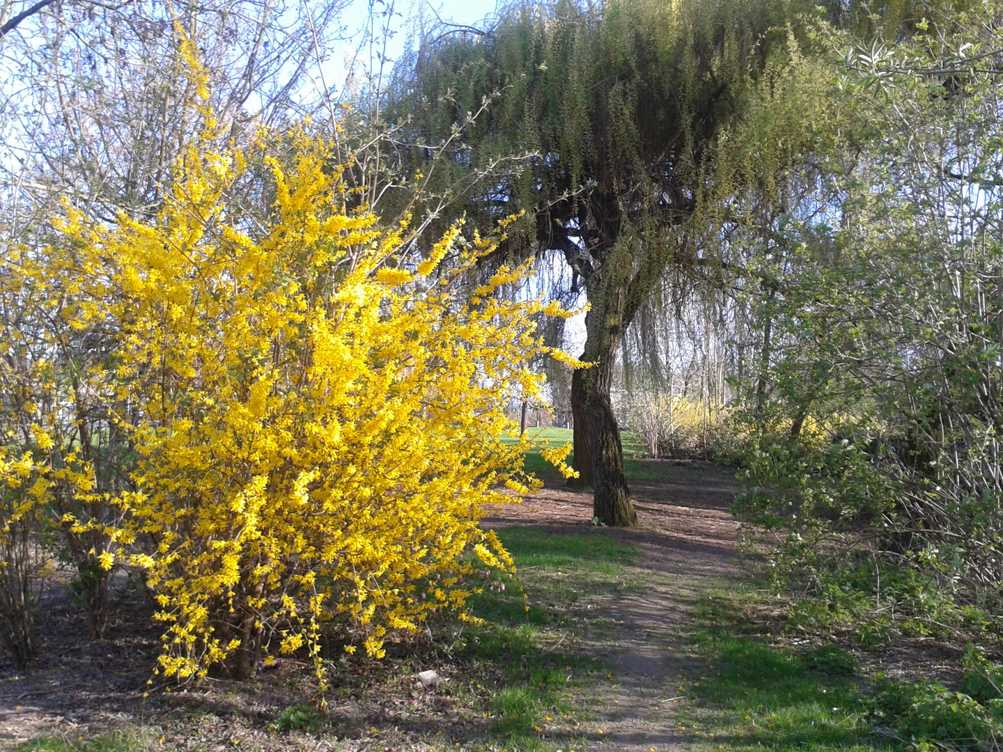 c'est le printemps