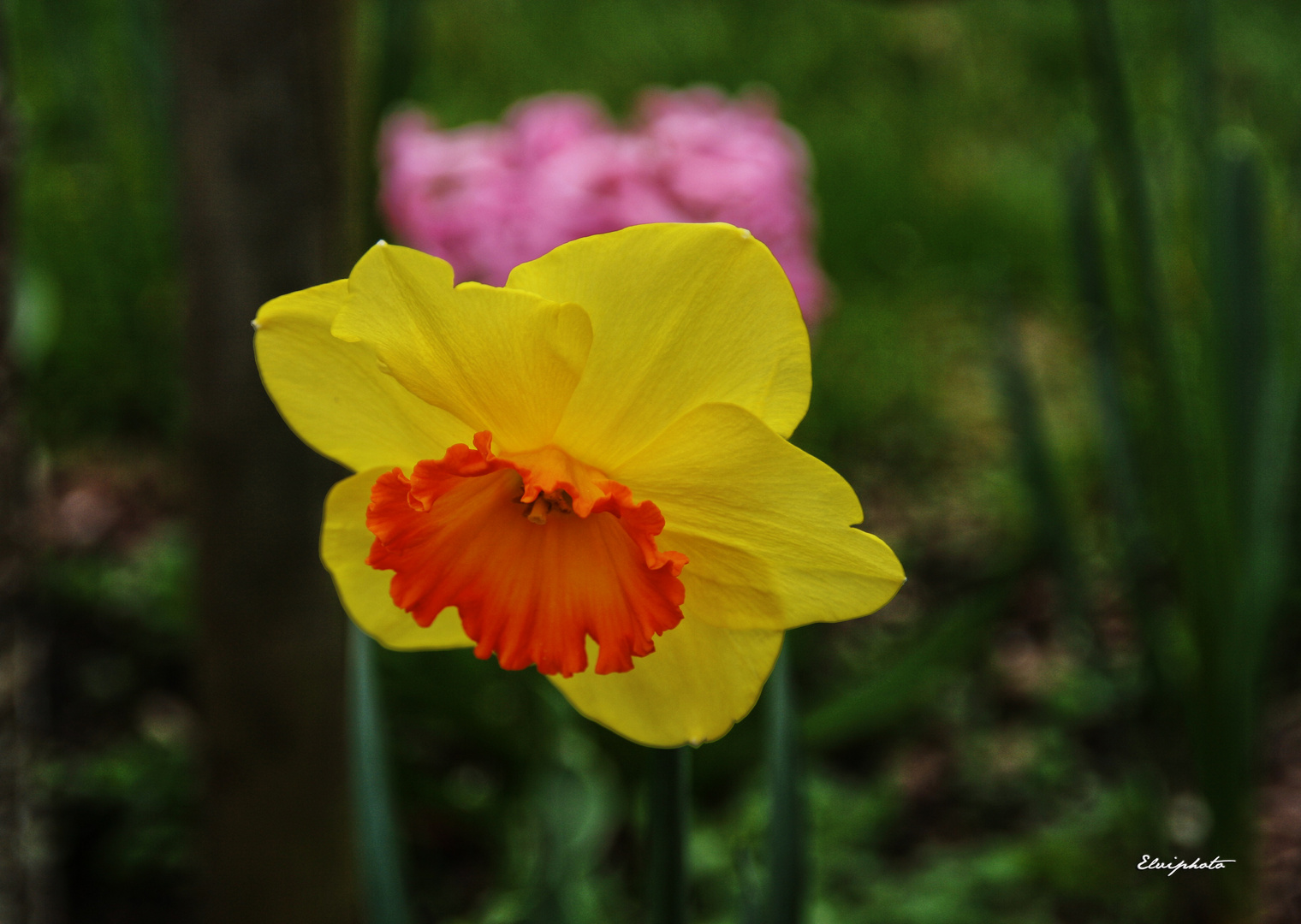 C'est le printemps