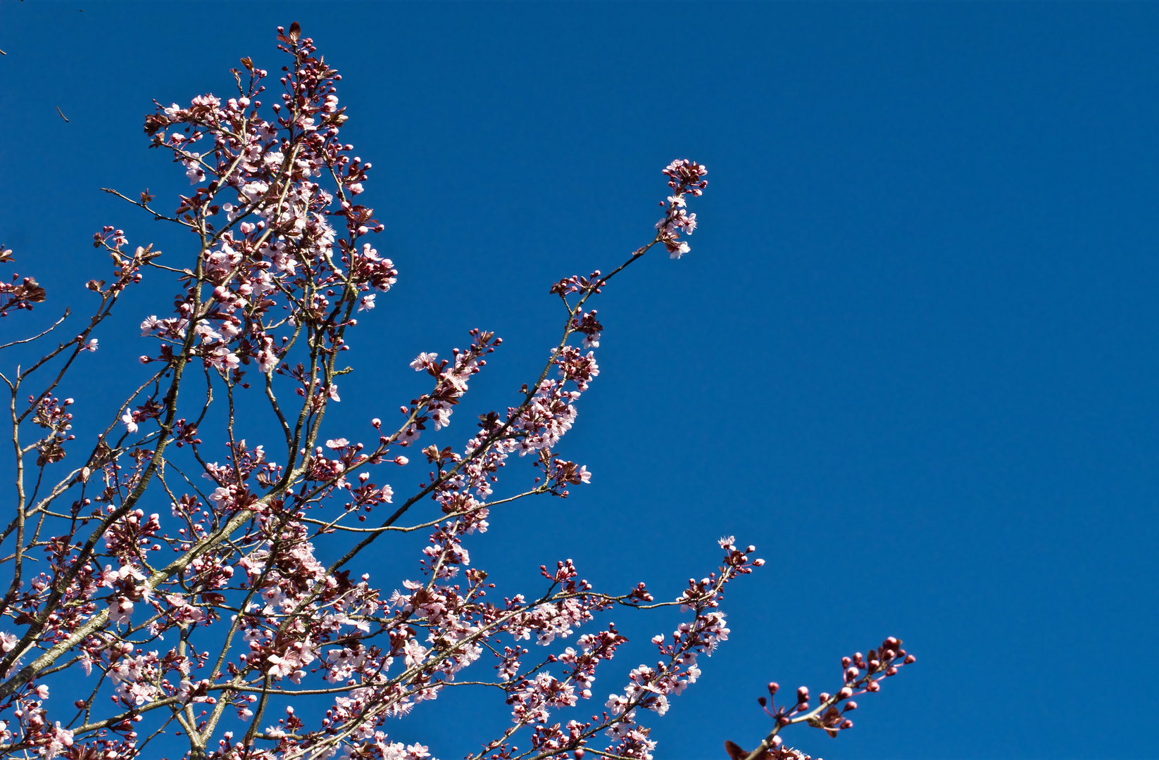 C’est le printemps…!