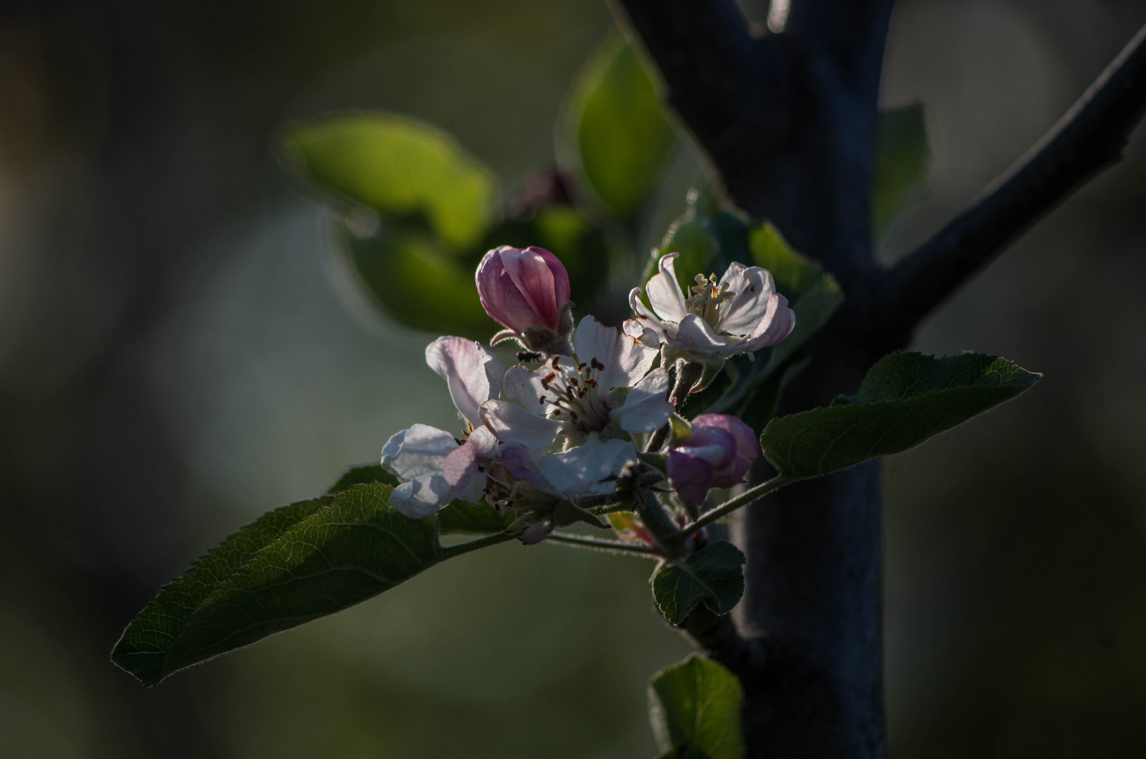 c'est le printemps