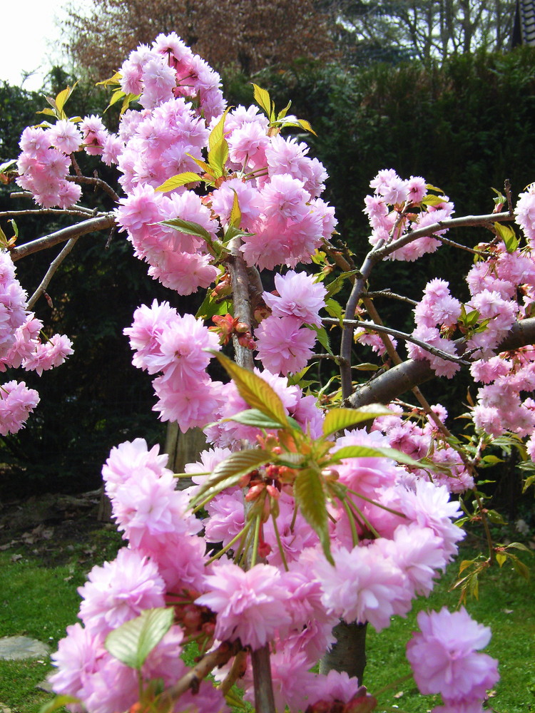 C'est le printemps, bonjour, bonjour les hirondelles ...