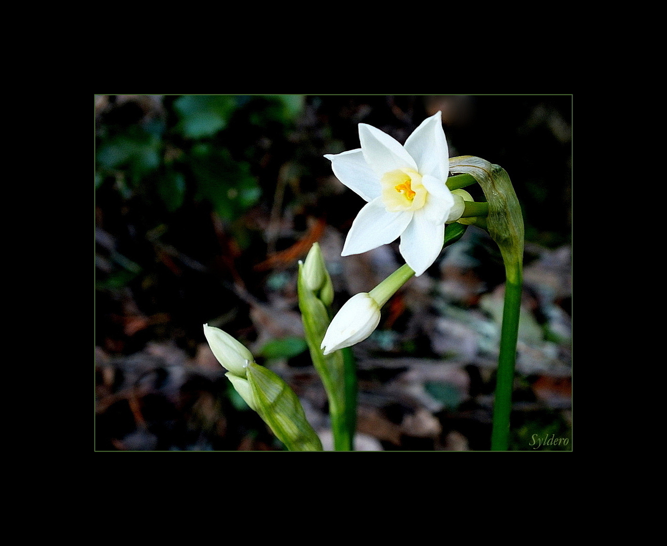 C'est le printemps 