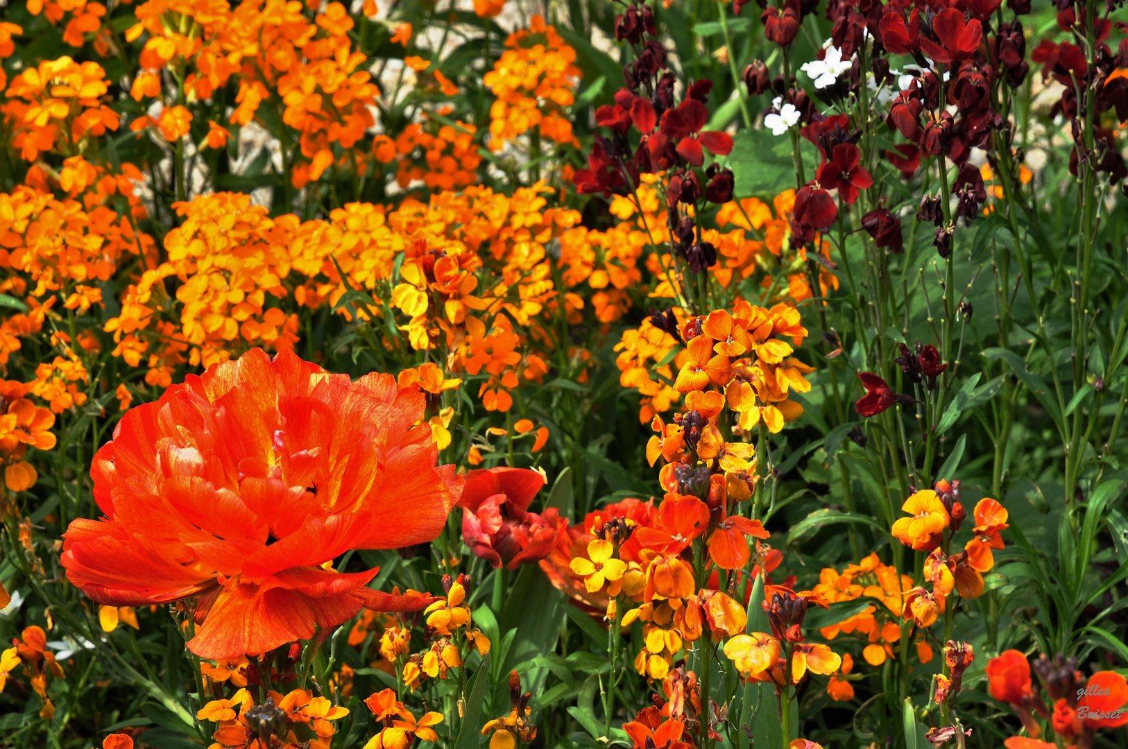 c'est le printemps chez Claude Monet