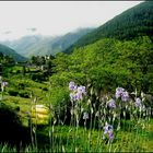 C'est le printemps dans les gorges du Tarn .