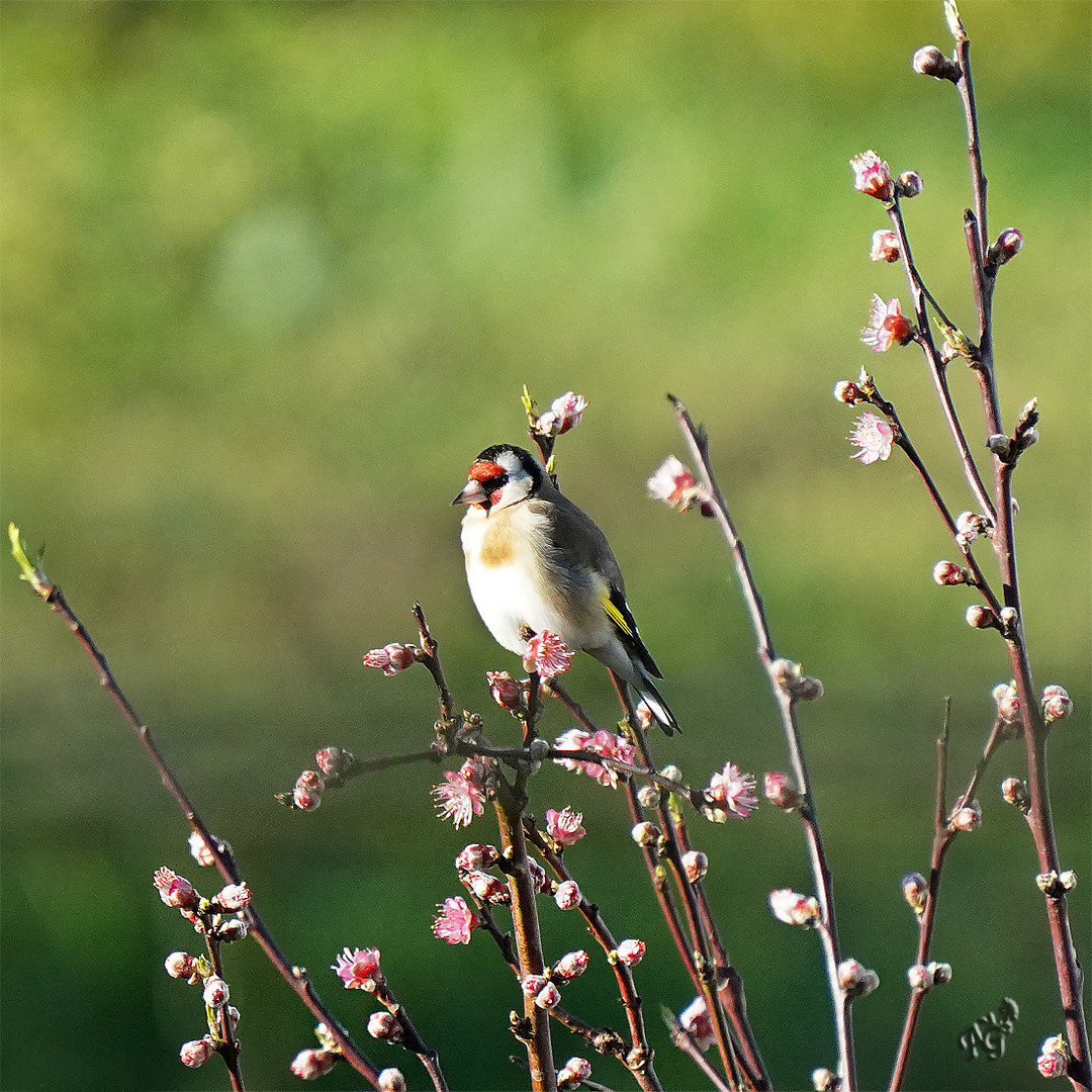 C'est le printemps .....