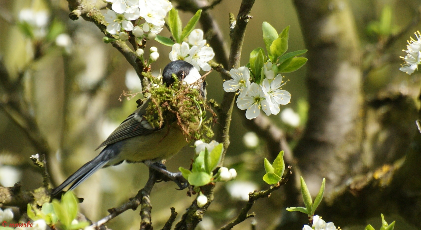 C'est le printemps !