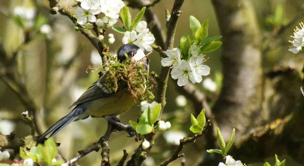 C'est le printemps !