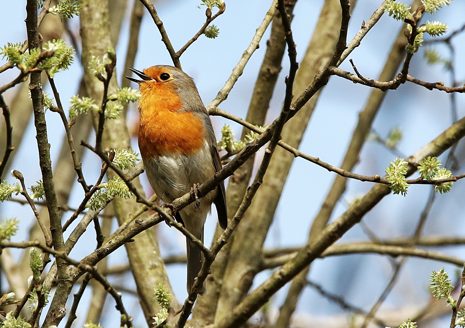 c'est le printemps, je chante 