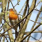 c'est le printemps, je chante 