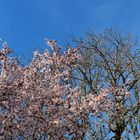 C’est le printemps, mais pas encore pour tout le monde