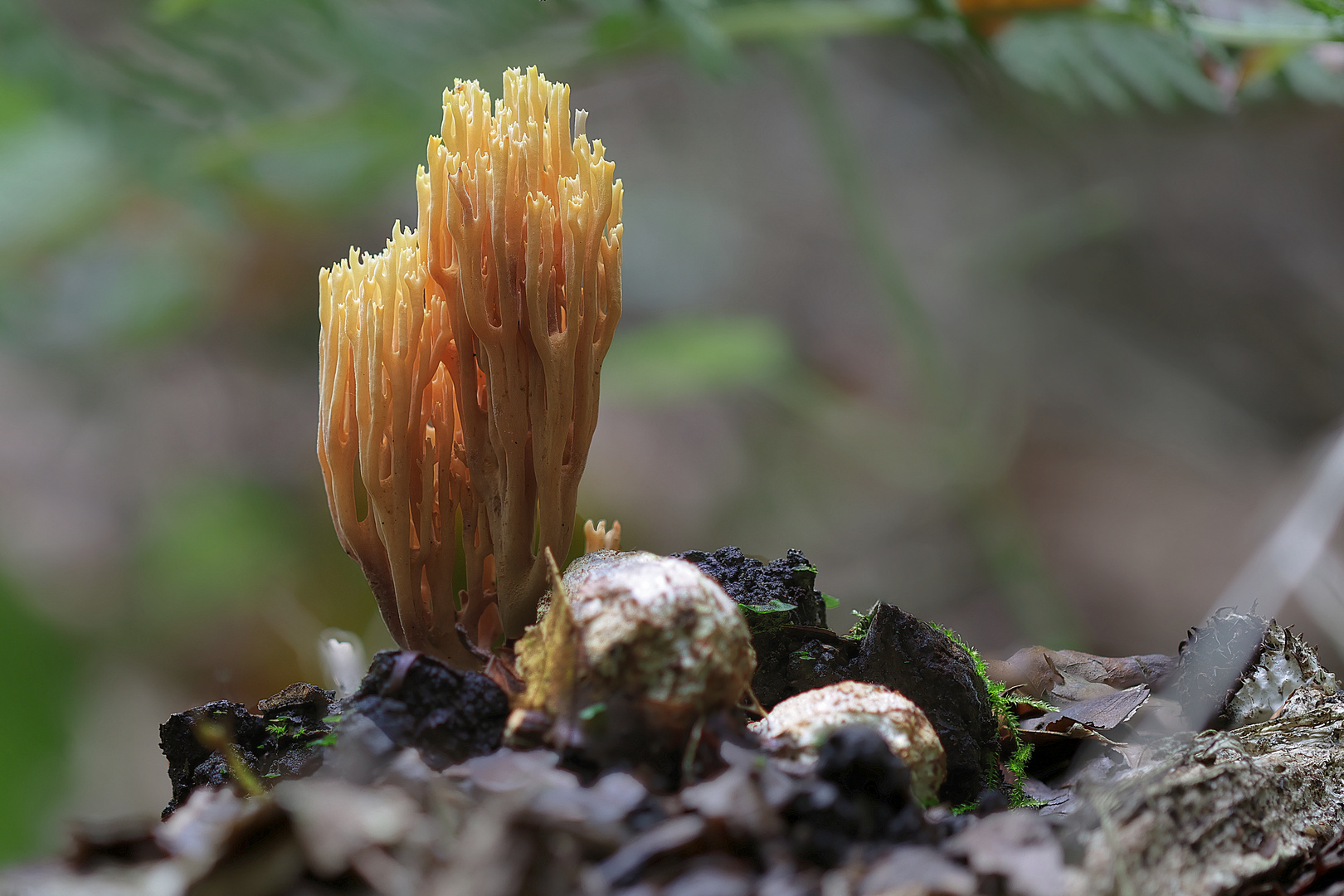 C'est le temps des champignons...