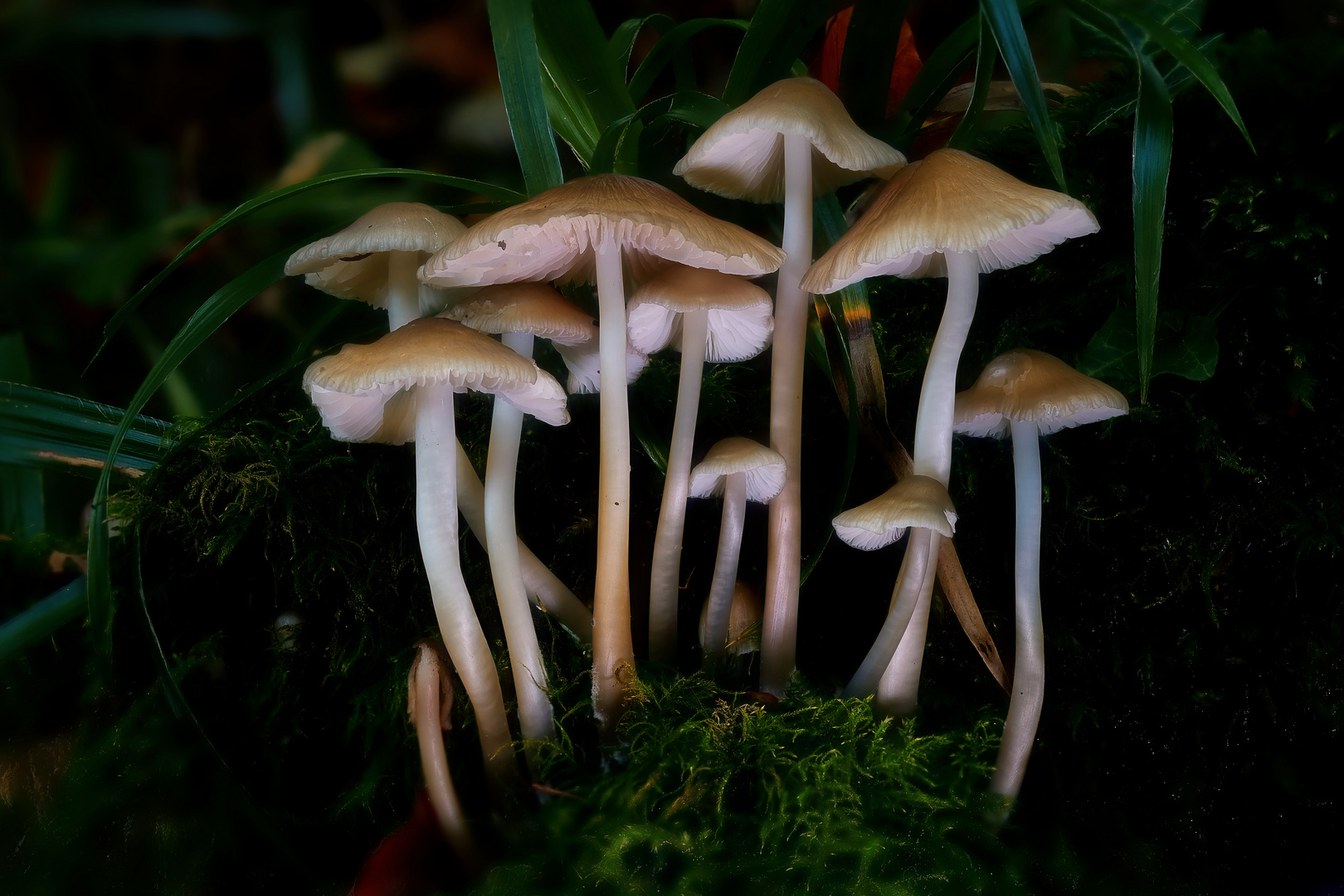 C'est le temps des champignons...