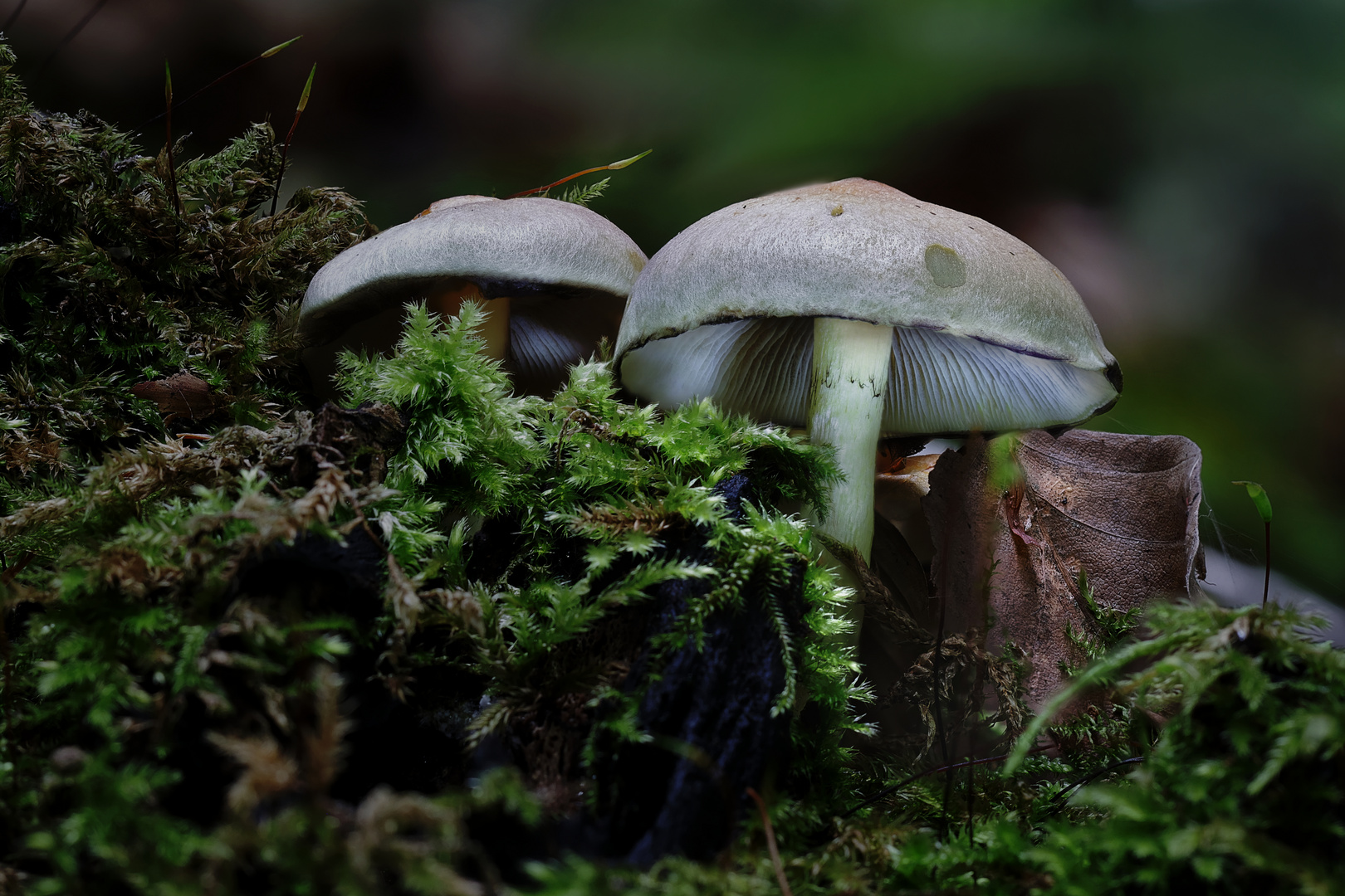 C'est le temps des champignons...