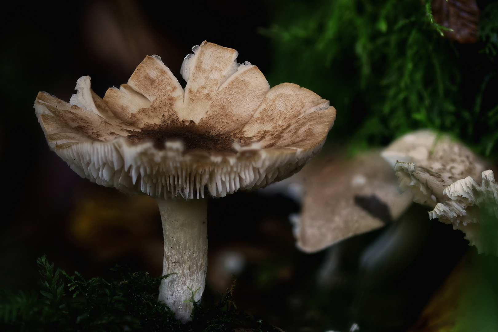 C'est le temps des champignons...