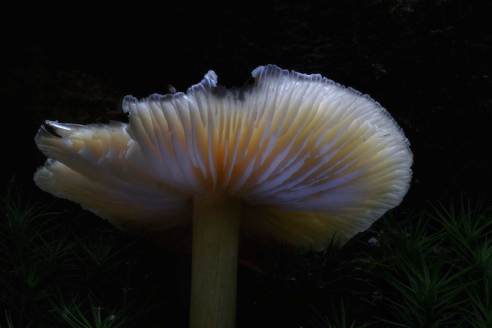 C'est le temps des champignons...