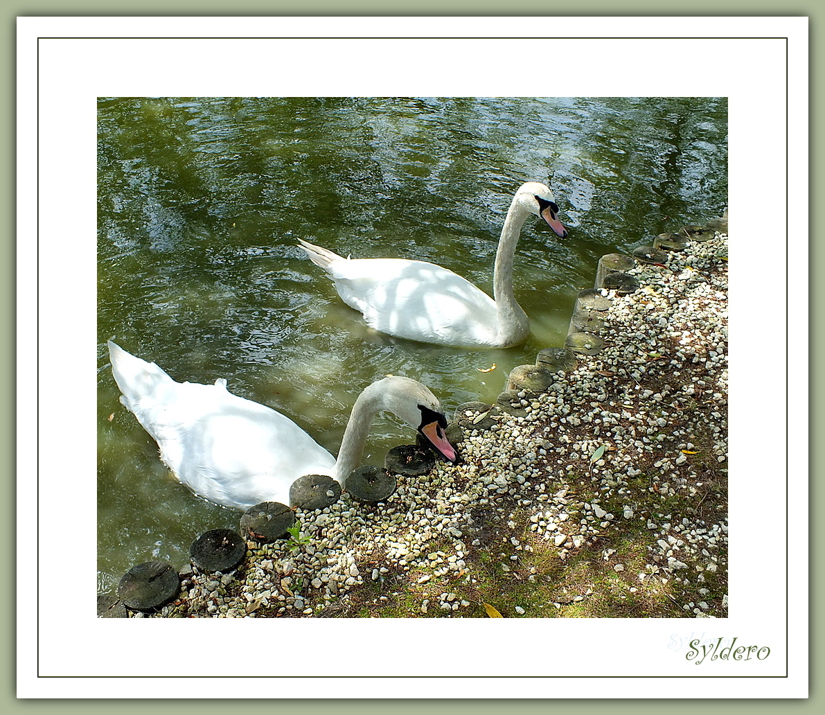 C'est l'eau qui fait le cygne