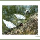 C'est l'eau qui fait le cygne