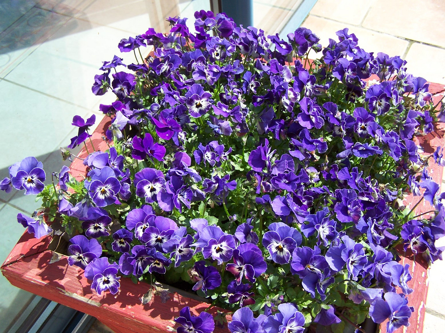 C'est l'époque des plantations des petites violas en jardinières.