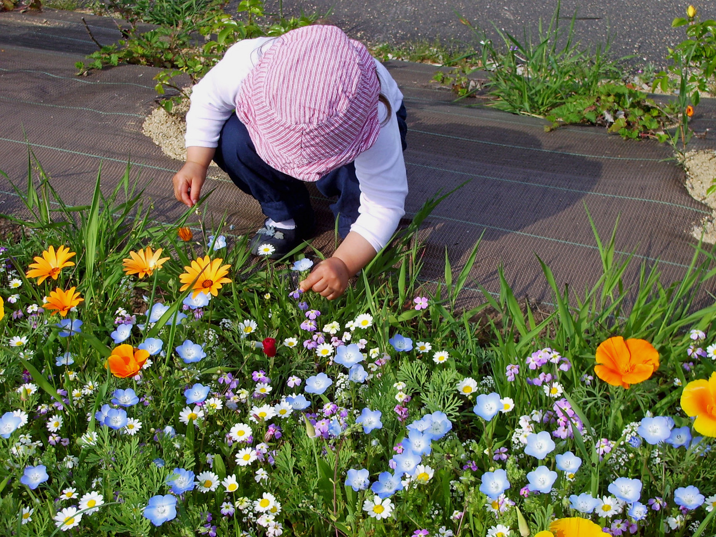 C'est les fleurs qui font les couleurs ou les couleurs qui font les fleurs?