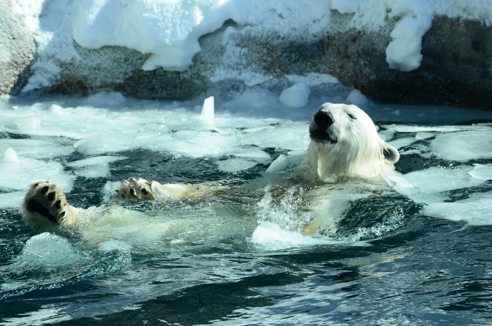 C'est l'fun les bains d'glace !