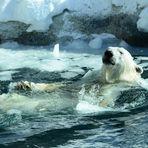 C'est l'fun les bains d'glace !